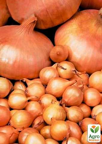Şetana soğanın hasat süreci ve kullanımı