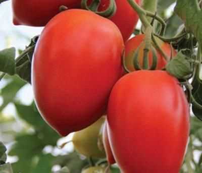 Tomatlarının Sağlık Faydaları