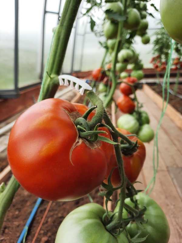 Dilimli domatesin sağlığa faydaları