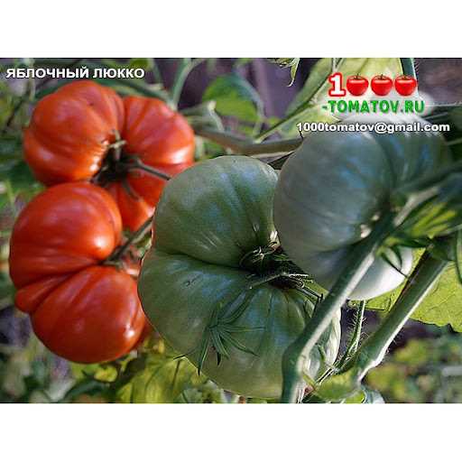 Dilimli domatesin çeşitleri ve özellikleri