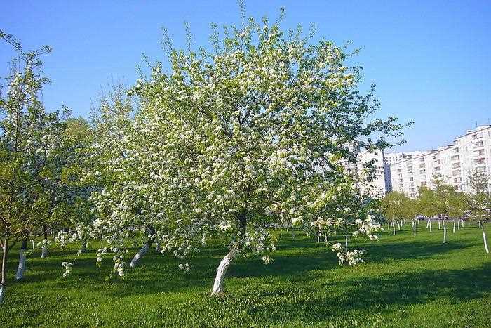 Armut Ağacı Çiçeklenmesi: İdeal Büyüme Koşulları