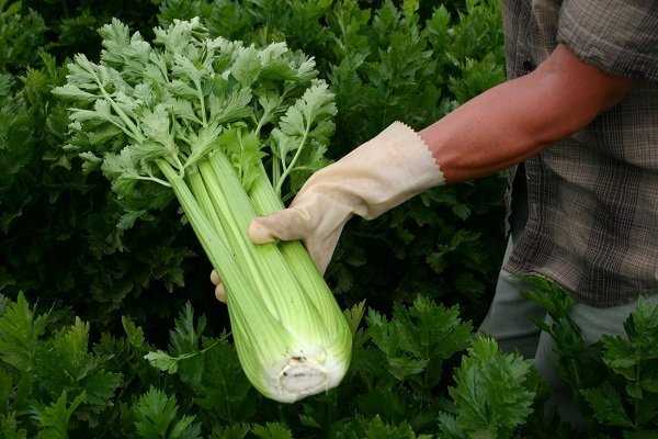 Celerya çimlendirme ve bitki bakımı için her şey — Yapraklı kereviz yetiştirmeyle ilgili tüm bilgiler