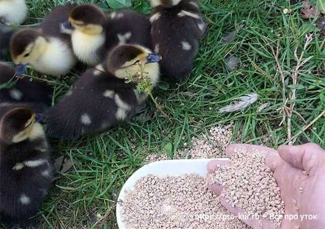 Ördek yavrularının beslenmesinde nelere dikkat edilmelidir?