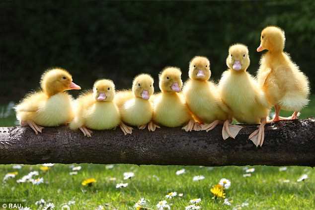 11. Evde ördek yavrularının büyümesi ve gelişimi için önemli tavsiyeler