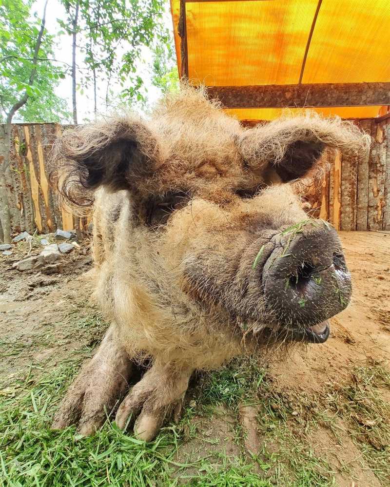Macar tüylü domuzlar: Beslenme ve yaşam alanları