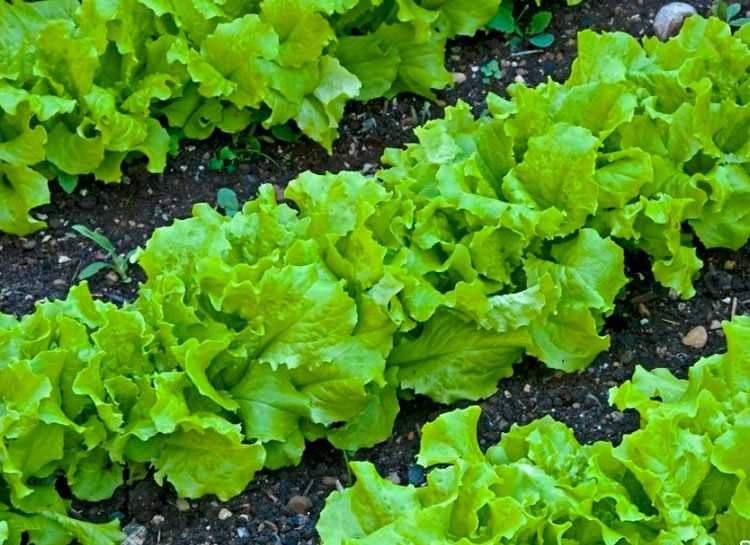 5. Sağlıklı bir bahçe için salata ekiminde gübre kullanımı