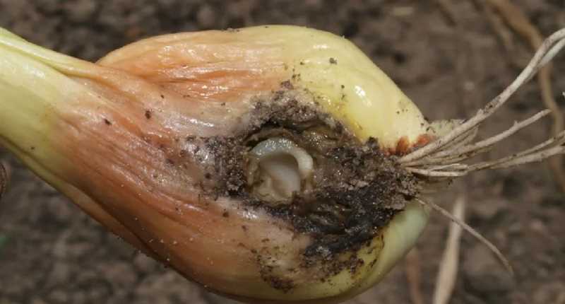 11. Soğan tohumlarının haşlama işlemi sırasında dikkat edilmesi gerekenler