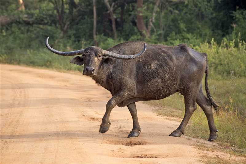 11. Hindu (Asya, su) bufalosunun koruma durumu ve tehditler