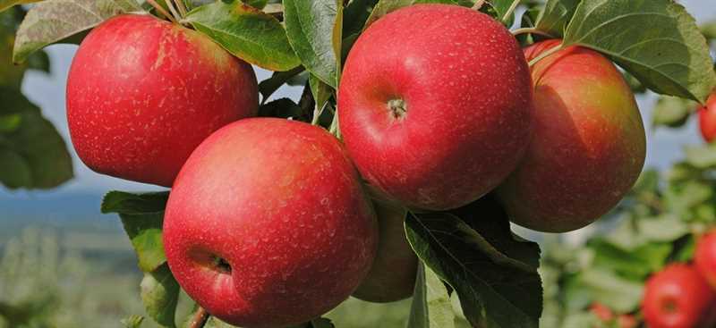 Pazardaki Elma Ağaçlarından Elma Ağacı Seçimi