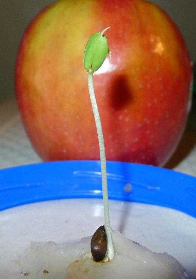 Evde Çekirdekten Elma Ağacı Yetiştirme: Ekim ve Sulama İşlemleri
