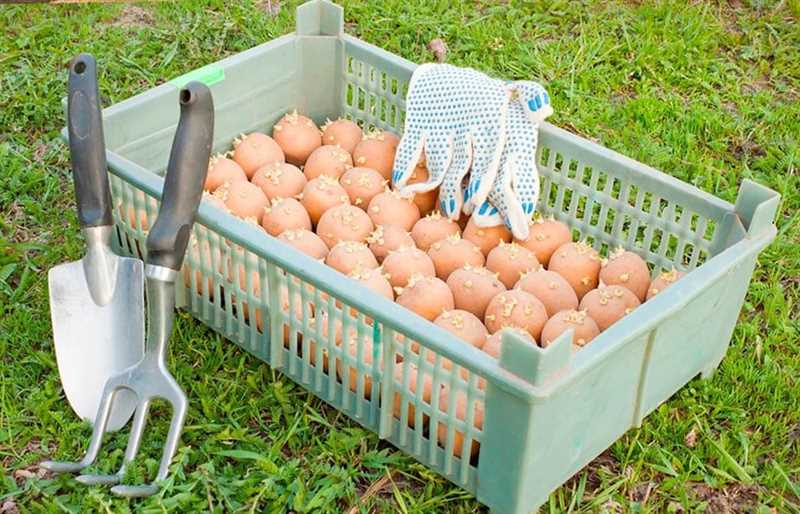 Patates Yetiştirme: Neden İlkbaharlaştırma Gereklidir