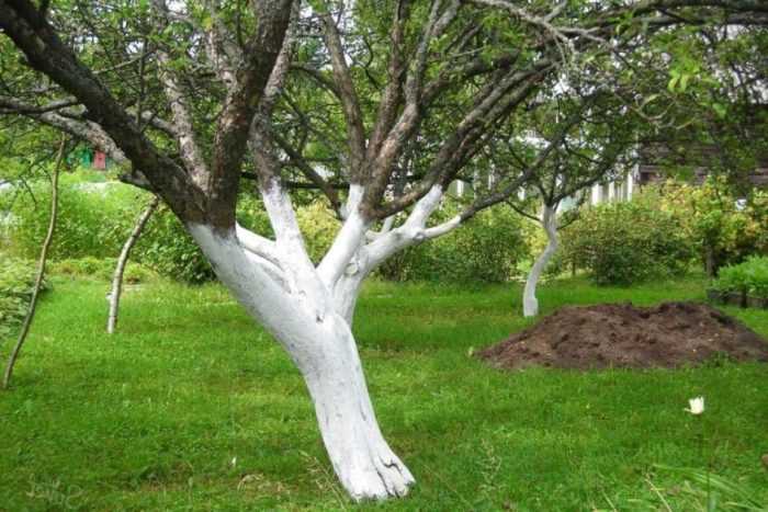 Ağaç beyazlatma işleminin maliyeti